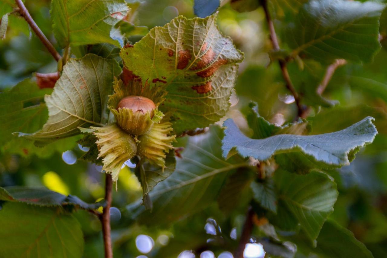 Гостевой дом Chale Da Quinta "Lavoura Da Bouca - Fruta Bio" Селорику-ди-Башту Экстерьер фото