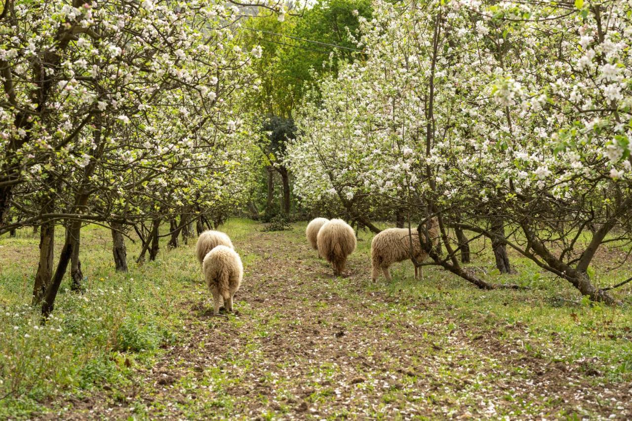 Гостевой дом Chale Da Quinta "Lavoura Da Bouca - Fruta Bio" Селорику-ди-Башту Экстерьер фото