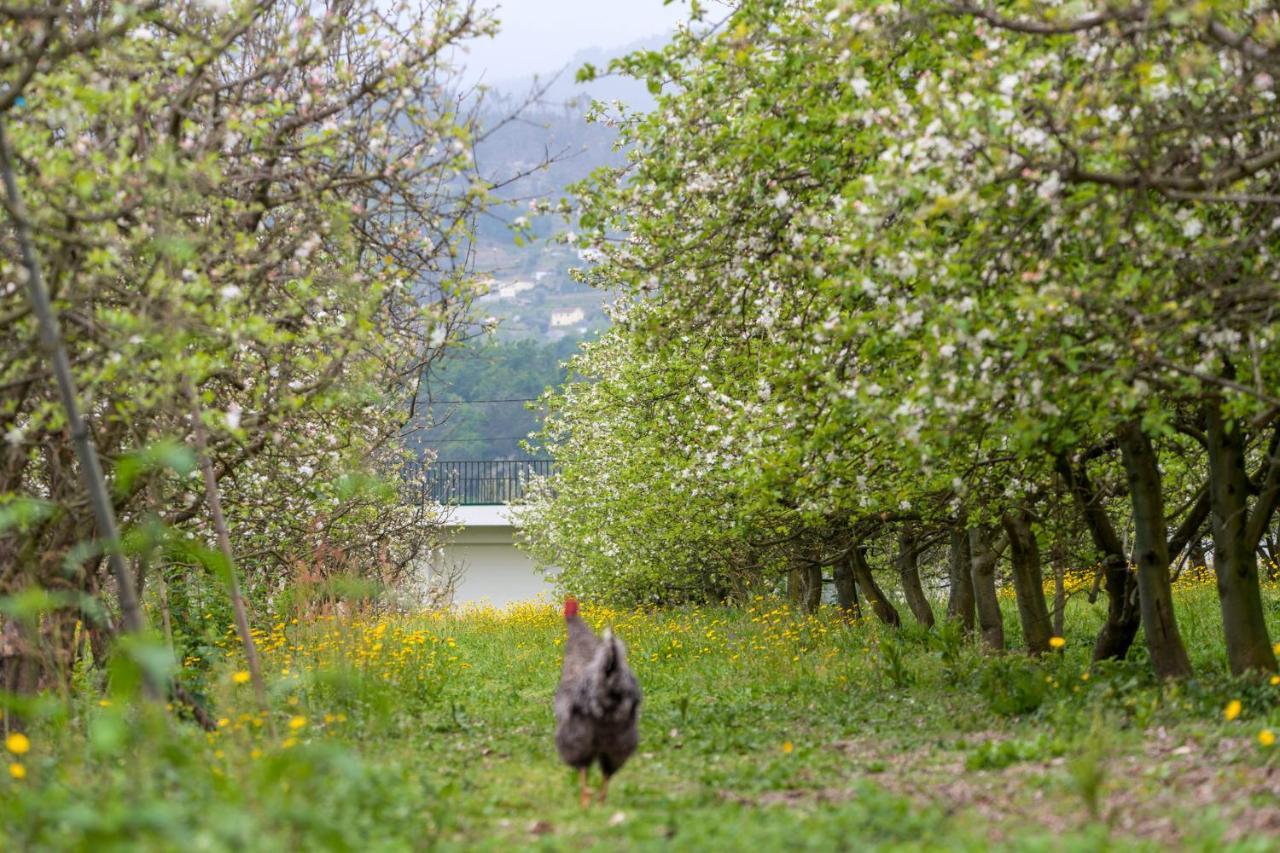 Гостевой дом Chale Da Quinta "Lavoura Da Bouca - Fruta Bio" Селорику-ди-Башту Экстерьер фото